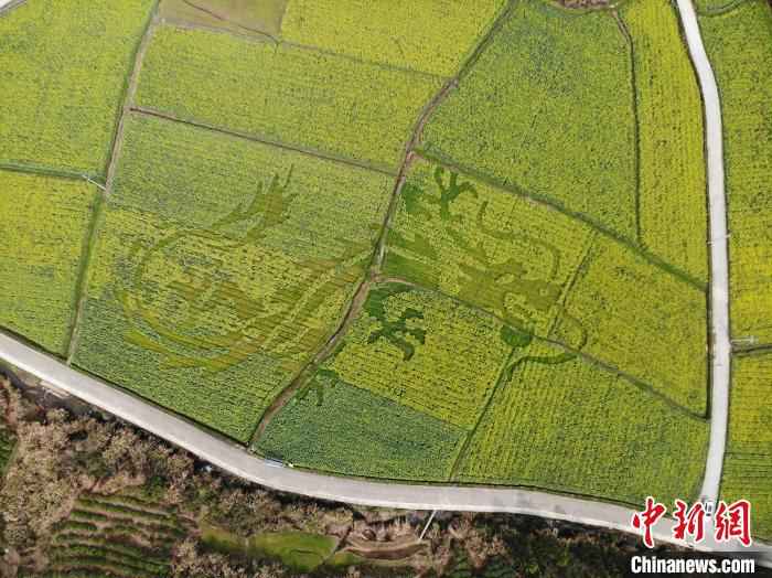  皖南油菜田“艺术性规划”长出新风景