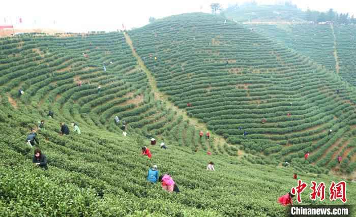  河南信阳春茶迎采摘 茶农万亩茶林间谱“春曲”
