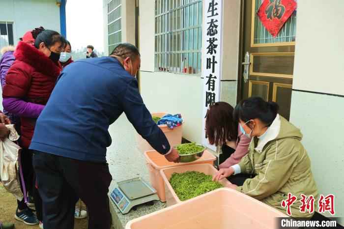  河南信阳春茶迎采摘 茶农万亩茶林间谱“春曲”