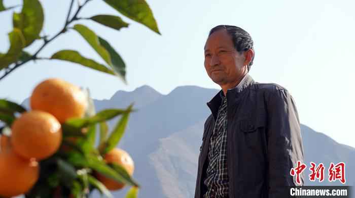  甘肃陇南种橘人“居家”野狐沟三十载：橘子红了，山头绿了